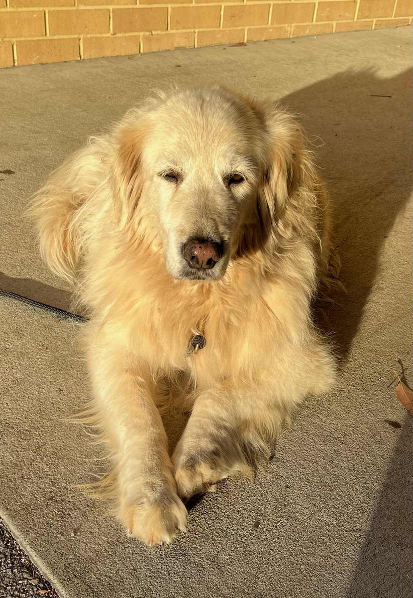 WA_Police's tweet image. This lovely Labrador was located just after 2am this morning out the front of the Empire Bar on Great Eastern Highway in Lathlain.

If you are the Labrador’s owner or now who is, please contact Kensington Police on 9474 7555.