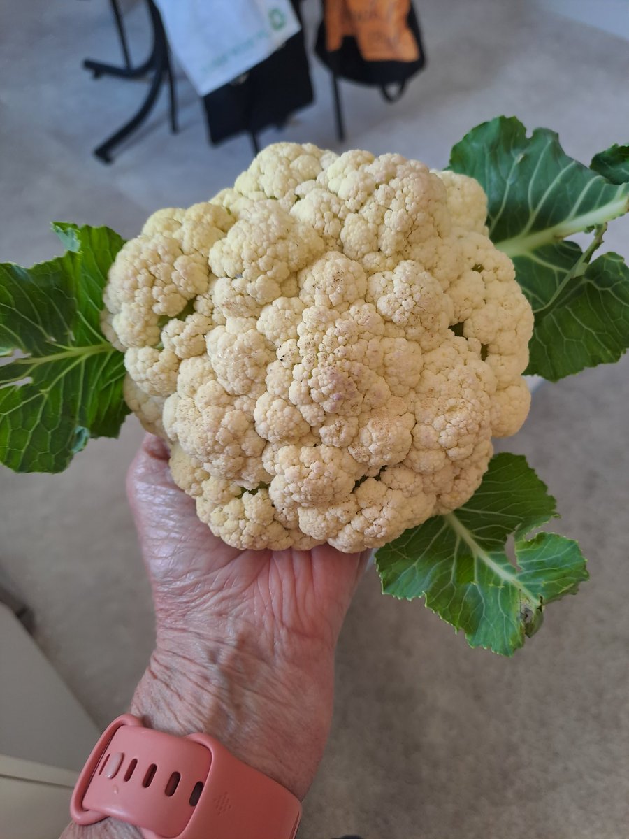 tutugd's tweet photo. I grew a cauliflower! Three planted, other two were no shows, leaves were tasty though. #homegrown #notsocheap https://t.co/gMK1WXMyro