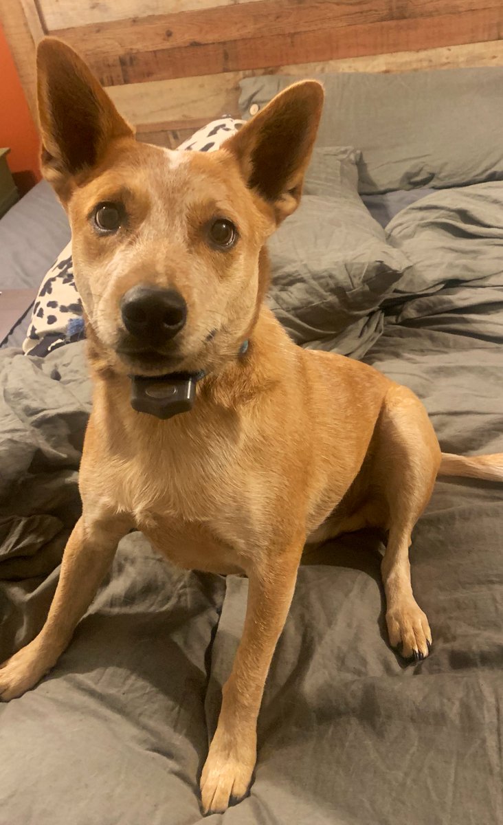 Home from an awesome #OFAgm22! So nice to see everyone in person again. Thanks for all of the great conversations, hugs and laughs🤠. Time for some dog cuddles