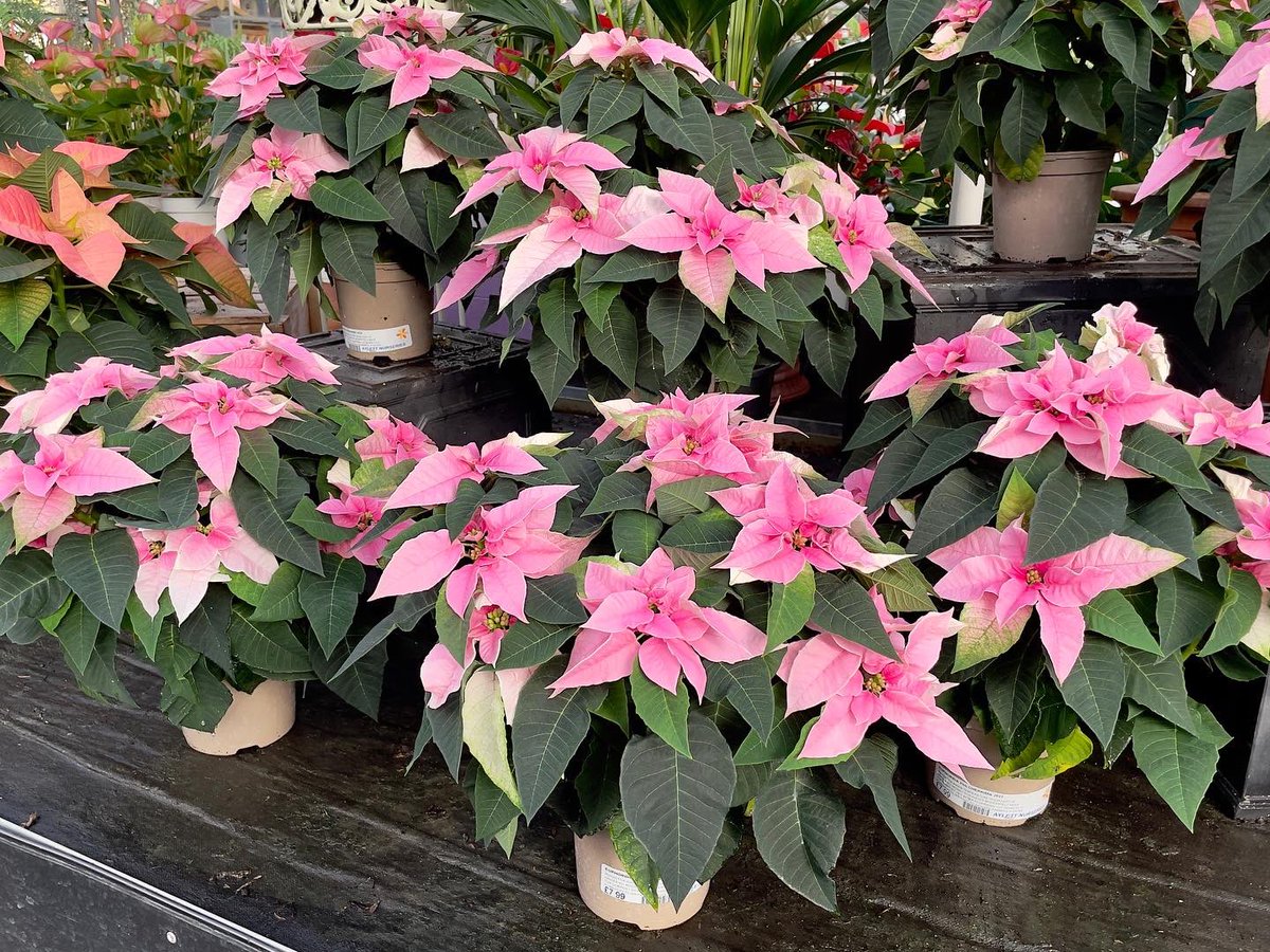 nikkilewisphoto's tweet photo. And more poinsettias @AylettNurseries 

#poinsettia #poinsettias #multicolour #red #pink #white #salmon #flowers #indoorplants #homedecor #insideplants #potplants #nikkilewisphotography #nikkilewisphotos #Petal #Plant #Flower https://t.co/a6HyFelewJ
