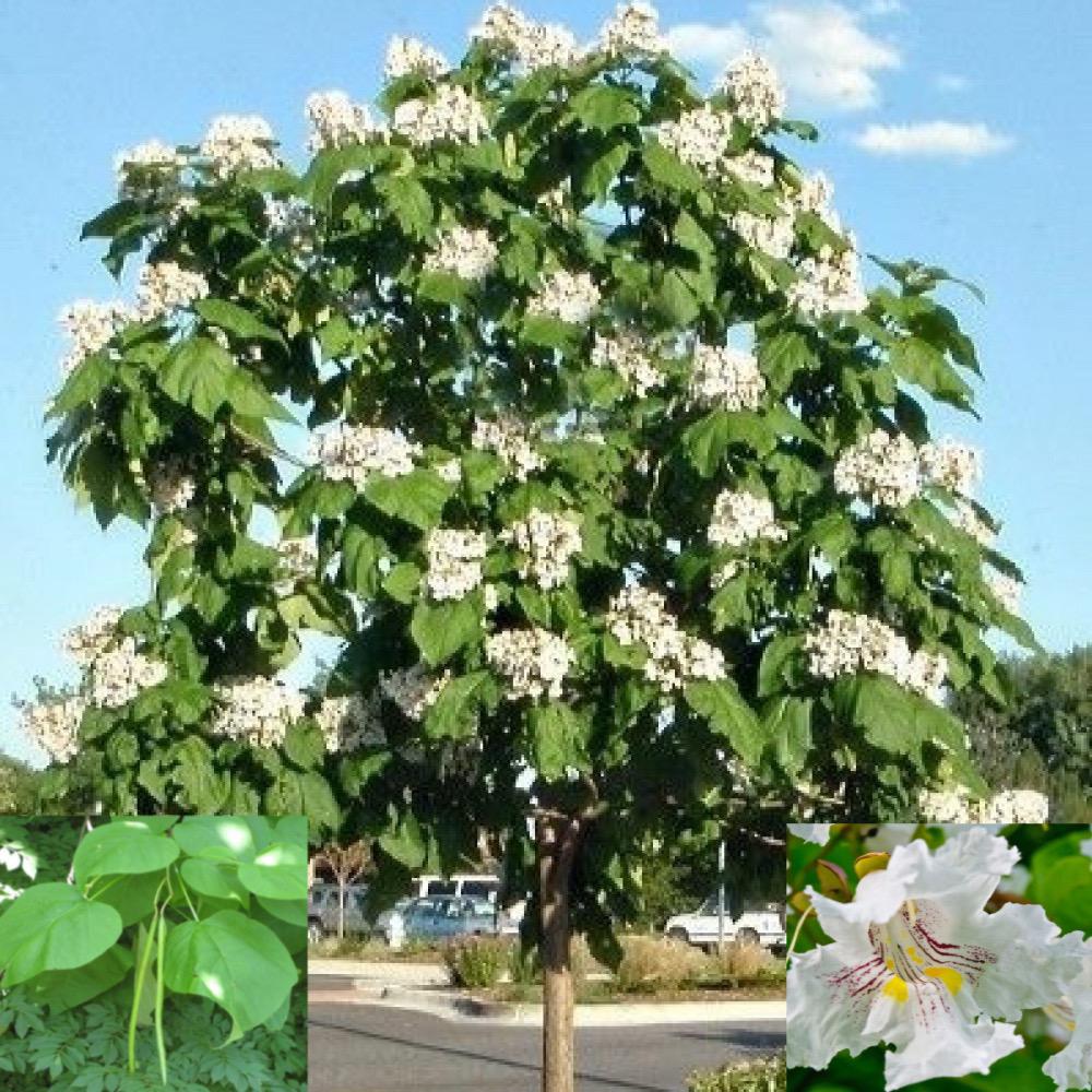 شجرة الكاتالبا هو الإسم الشائع
الاسم العلمي:Catalpa speciosa
تسمى ايضاً:الفول الهندي
من أجمل أشجار الزينة والظل،تتميز بفروع واسعة الانتشار،يصل ارتفاعها من 10 إلى 18م.
•تزرع للزينة والظل في المنازل و الحدائق والطرقات. 
•تستخدم كمصد للرياح.
•ممتازة لتغطية التربة ومنع التصحر.