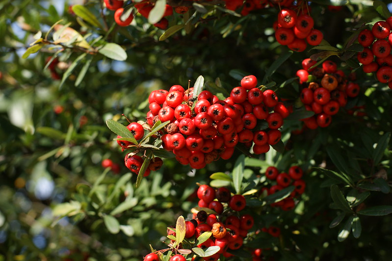 hide_traveller's tweet image. Good morning from Japan!  Have a great day everyone! 😊😉 Tokyo 7:30am  Birth flower of November 23 #Firethorn