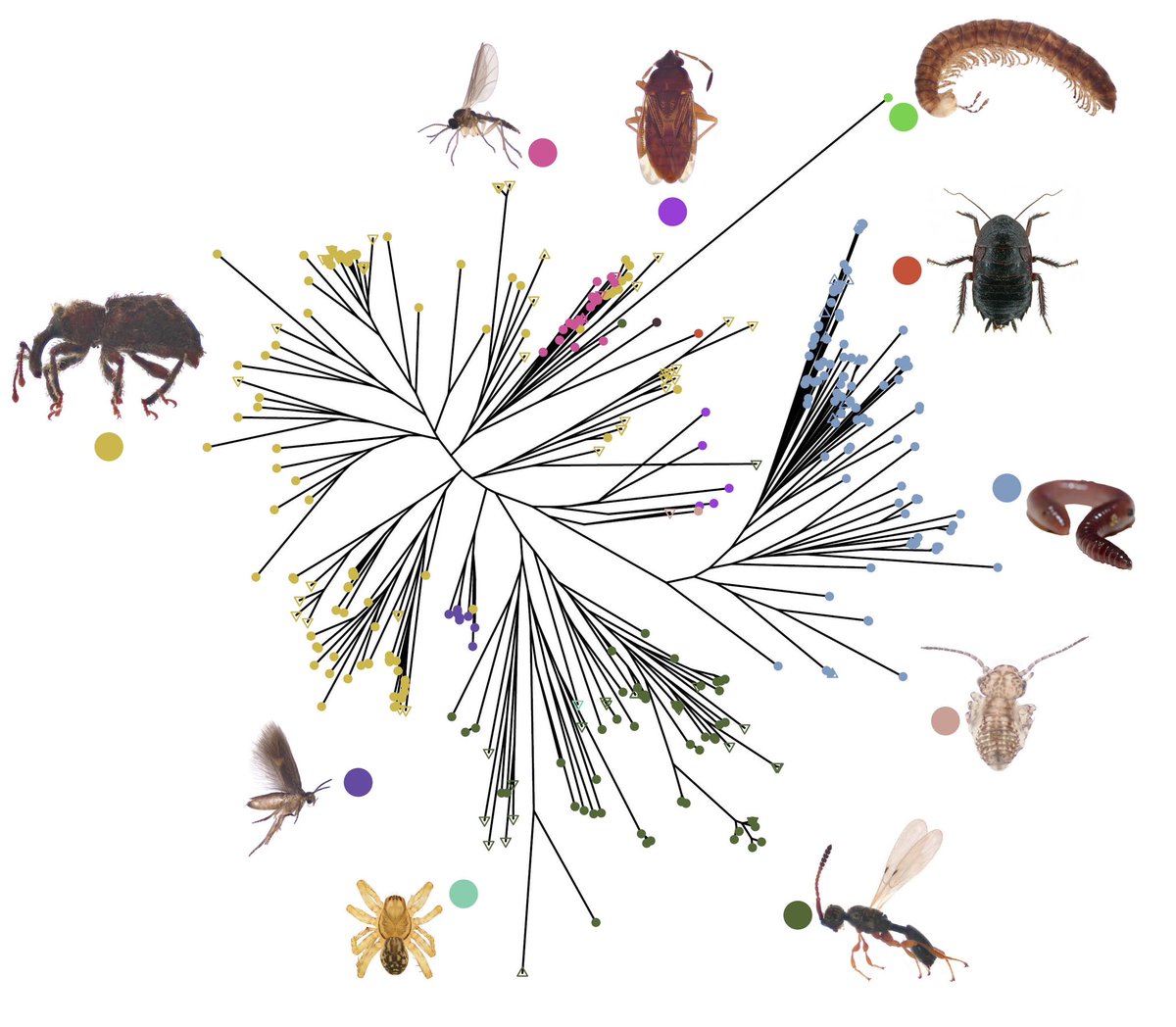 Manpreet K Dhami @manpreetkdhami.bsky.social (@manpreetkdhami) on Twitter photo Our new #taxonomy-informed pipeline for rapid generation of full COI #barcodes to aid #biomonitoring and #eDNA surveillance now out <a href="/molecology/">Molecular Ecology</a> res! #museum #conservation <a href="/mwlr_nz/">Manaaki Whenua Landcare Research</a> <a href="/NZMolEcol/">NZMolEcol</a> @t_buckley_nz @nzhymenoptera <a href="/AndrewDopheide/">Andrew Dopheide</a> doi.org/10.1111/1755-0… Our new #taxonomy-informed pipeline for rapid generation of full COI #barcodes to aid #biomonitoring and #eDNA surveillance now out <a href="/molecology/">Molecular Ecology</a> res! #museum #conservation <a href="/mwlr_nz/">Manaaki Whenua Landcare Research</a> <a href="/NZMolEcol/">NZMolEcol</a> @t_buckley_nz @nzhymenoptera <a href="/AndrewDopheide/">Andrew Dopheide</a> doi.org/10.1111/1755-0…