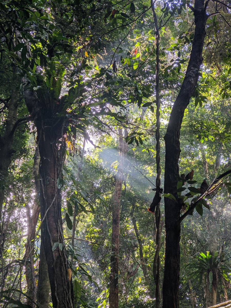 johanLphoto's tweet photo. Beautiful morning at the Daintree Rainforest Observatory @jcu_dro @jcu https://t.co/b4CJPl6NdC