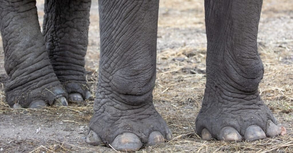 knight_Steve_'s tweet photo. How many people think of Ceratopsian feet vs What they actually resemble https://t.co/5jZx3pjzJP