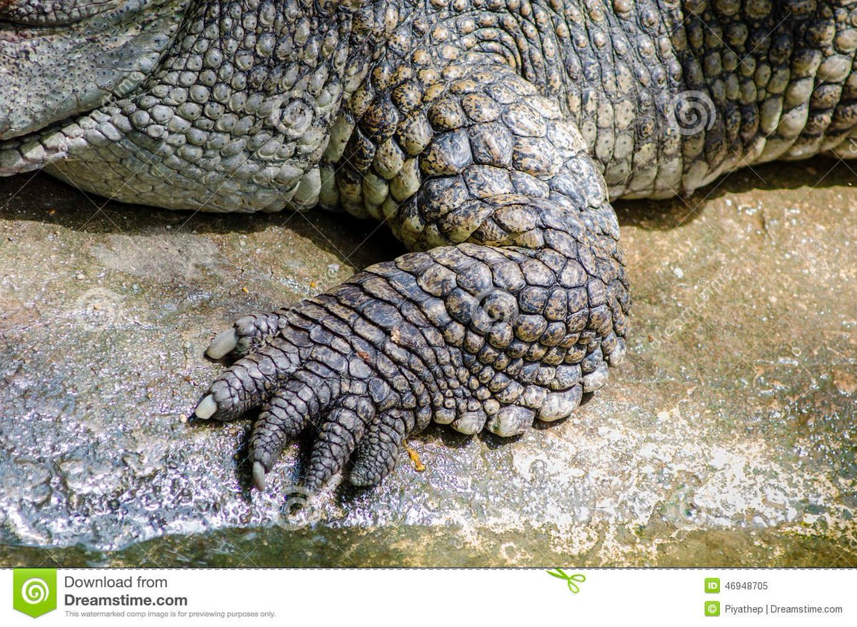 knight_Steve_'s tweet photo. How many people think of Ceratopsian feet vs What they actually resemble https://t.co/5jZx3pjzJP