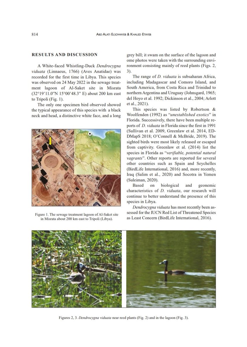Alhareth_Mis's tweet photo. First record of White-faced Whistling-Ducks Dendrocygnaviduata (Linnaeus, 1766) (Aves Anatidae) in Libya. 

https://t.co/VoRWAIos1y
https://t.co/8QD6daz7F3

https://t.co/DPD3A1iN57 https://t.co/FIq6zh5em9