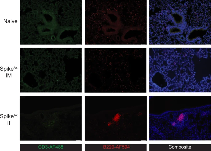 Mucosal vaccine route for a mucosal-specific response! In this work from Erica Stewart <a href="/ecca_stewart/">Dr Erica Stewart</a> James Triccas @TricckyLab and colleagues, intratracheal immunization of #SARSCov2 induced a stronger and longer lung antibody response and BALT formation: nature.com/articles/s4138…