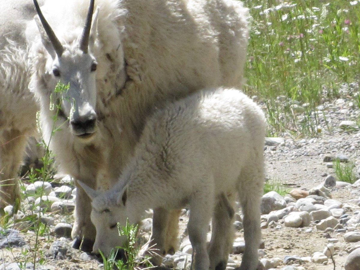 Waving from #beautifulBC🇨🇦

#TRLT chat on ‘Wonderful Wildlife’ is happening now…

<a href="/HHLifestyleTrav/">Hannah : HH Lifestyle Travel</a> <a href="/LindaPeters64/">Linda</a> <a href="/DoroLef/">Dorothée Lefering</a> <a href="/ararewoman/">Sabine</a> <a href="/TheTravelCamel/">Shane Dallas</a> <a href="/Roadstories/">Roadstories.ca</a> <a href="/lissysalt/">Lissy Mitchell</a> <a href="/MamaO_GO/">Mama O</a> <a href="/JLipowski/">Jessica Offenberger</a> <a href="/roadtrippingroy/">RoadtrippingRoy 💙🎸 🏴󠁧󠁢󠁳󠁣󠁴󠁿 🇫🇷 🇪🇺 🎼</a> <a href="/fotoeins/">Henry Lee</a> <a href="/FE_photograph/">Flat Earth Photograph</a> <a href="/tspadventure/">Riana | Teaspoon of Adventure</a>