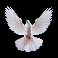 FineSkylark75's tweet photo. “Just like the white winged dove 
Sings a song sounds like she's singing
Ooh, baby, ooh, said ooh”
—Stevie Nicks https://t.co/Irclj0EDuB