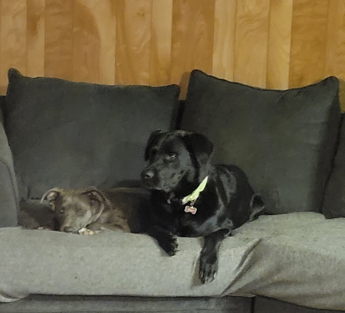 Hi fwens! We haven't been on in a while because mom did something called "foster fail".  We have a new sissy named Artemis! She is a great little sissy! ❤️🐾 #dogsoftwitter