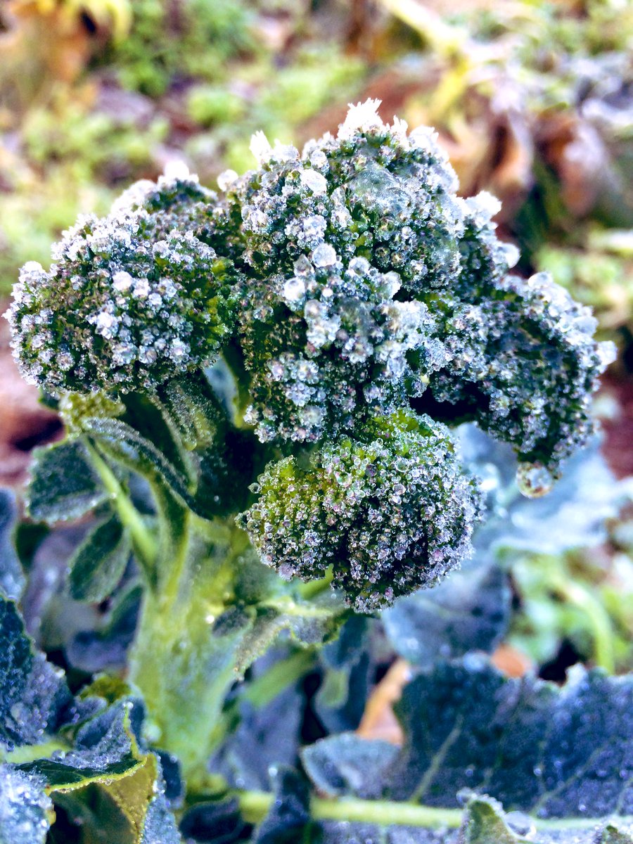 Broccoli cala-freeze kind of morning...