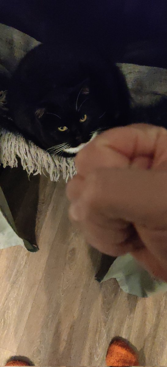 Thom Forthex tweet media