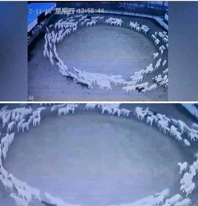 Laboratory photos tweet media