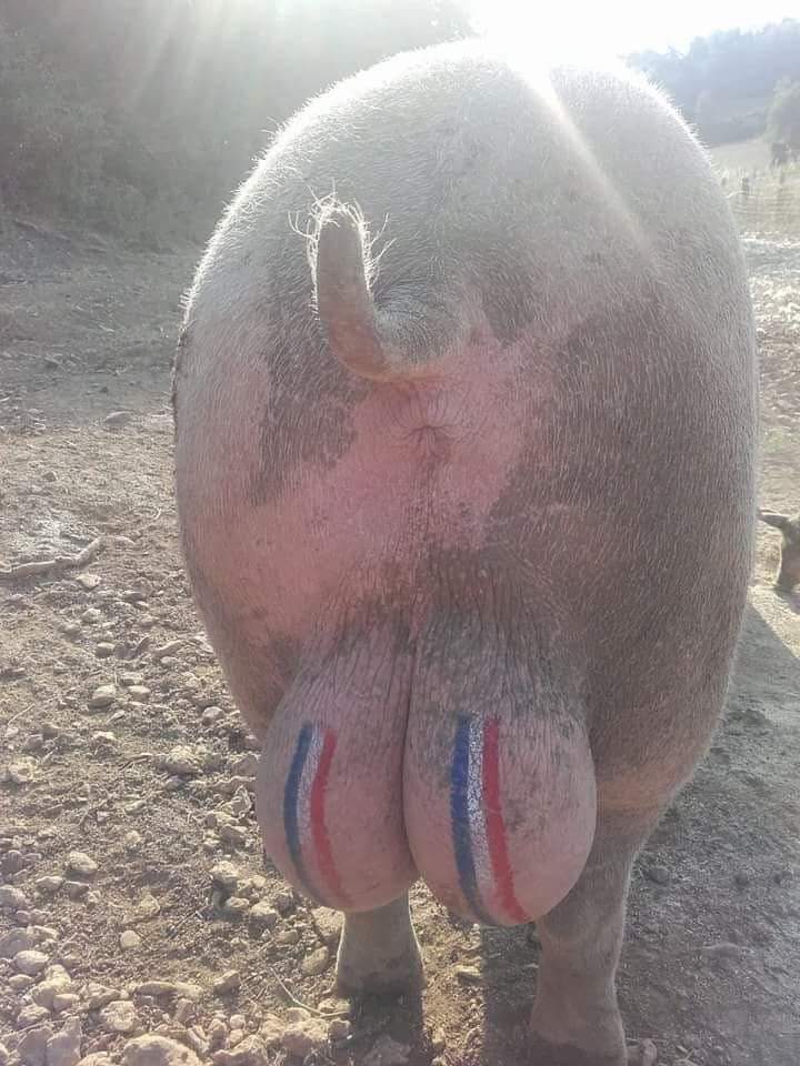 LaSotizerie's tweet photo. Tous derrière les Bleus au Bourg même la Rillette!🇫🇷#AllezLesBleus https://t.co/oNHNFhFOMG