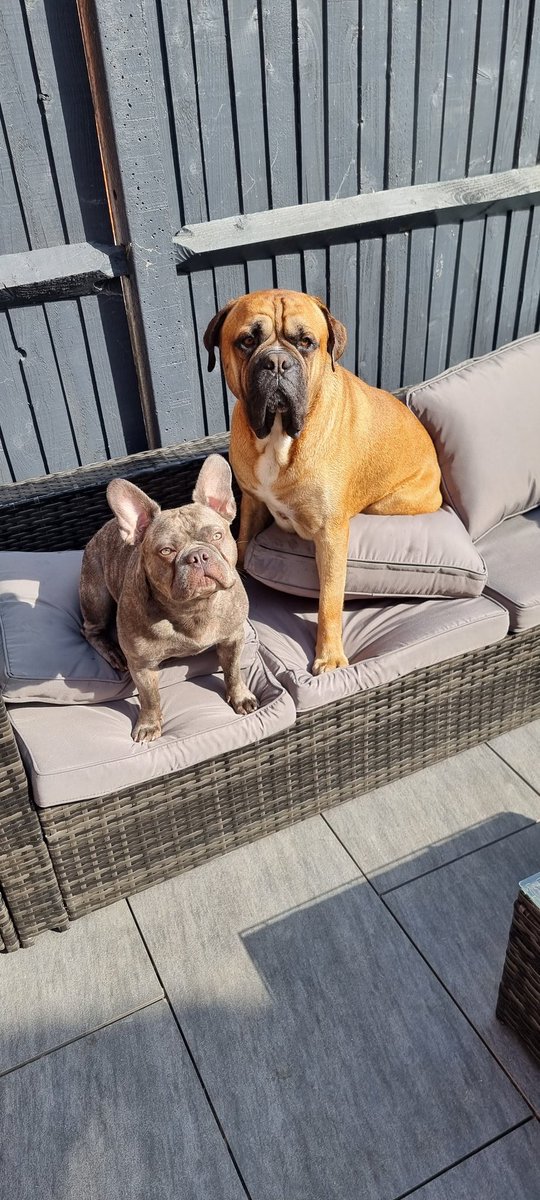 ryan1louis's tweet photo. @_B___S My two favs henry and bruno https://t.co/osRZBiFax2