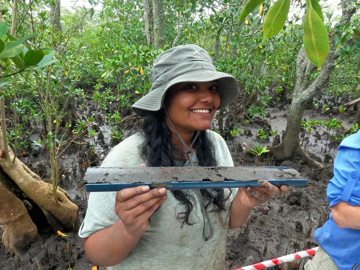 laurenpret01's tweet photo. Mangrove sampling at Mngazana estuary. Today was very muddy 🤩 we cannot wait to bust these babies open in the lab! #palaeoscience #mangroves #sealevel https://t.co/QboWe7yJUD