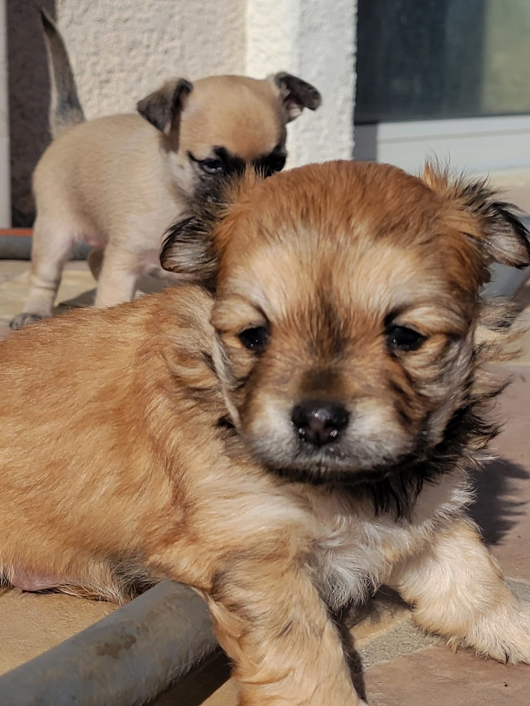 Furry Friends Rescue tweet media