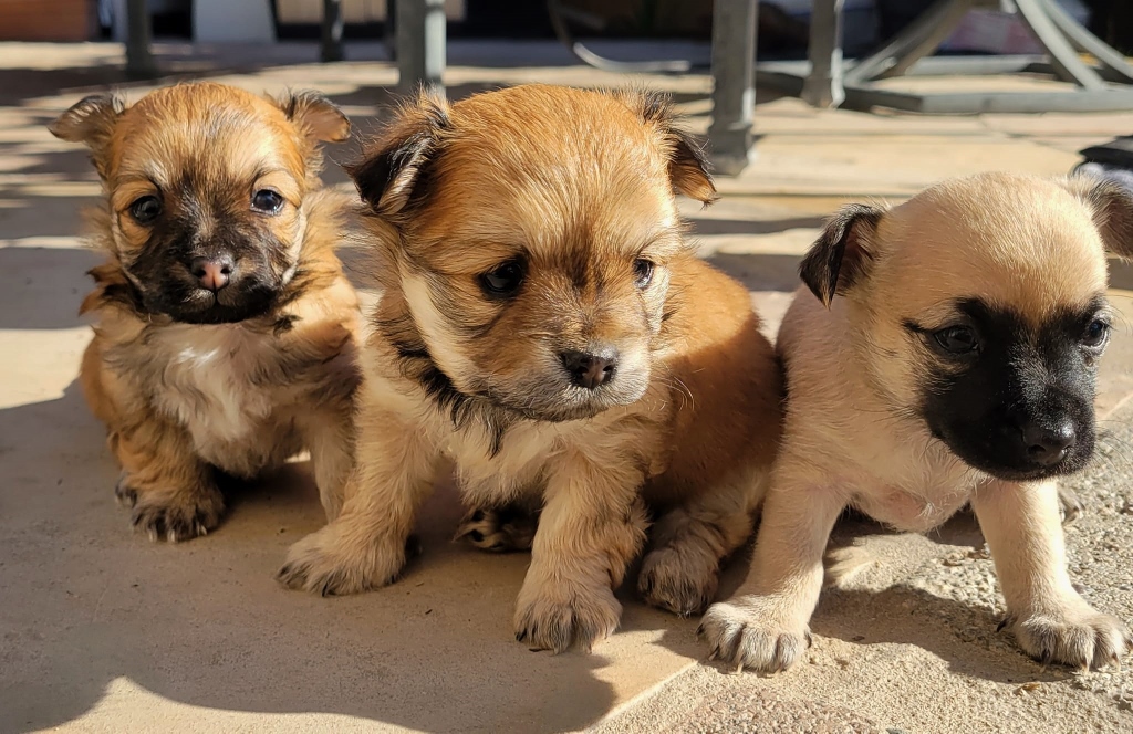 Furry Friends Rescue tweet media