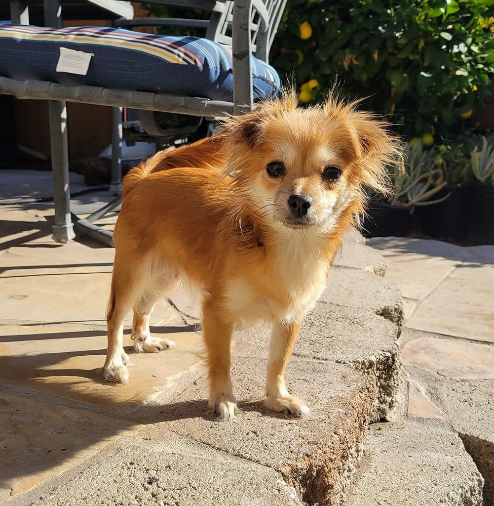 Furry Friends Rescue tweet media