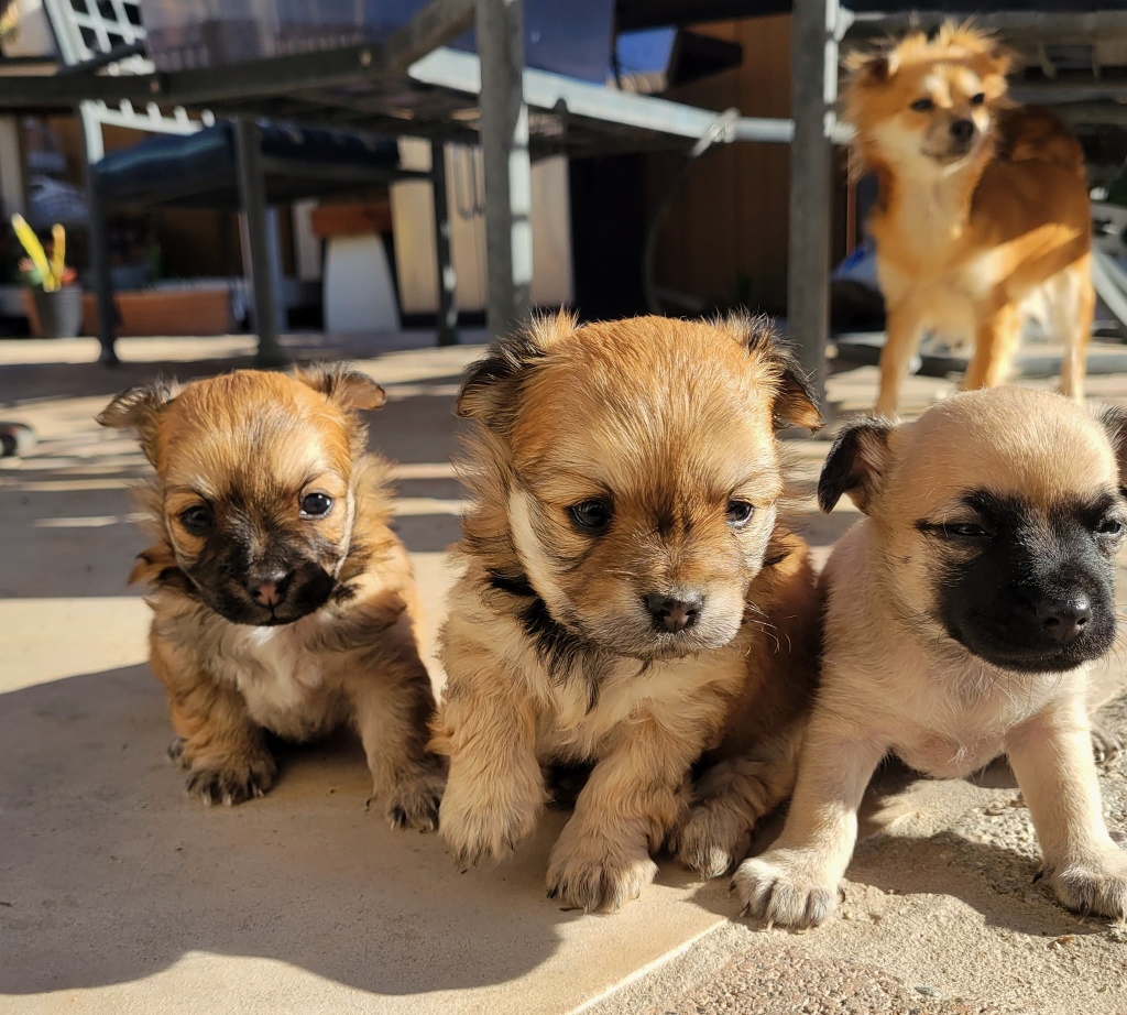 Furry Friends Rescue tweet media