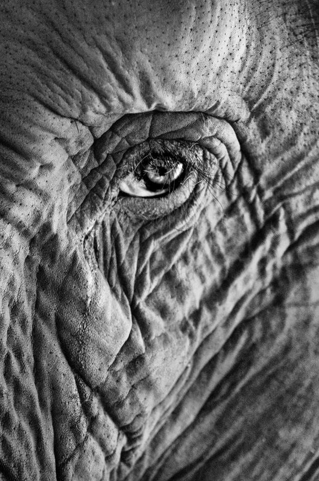 ElephantsFuture's tweet photo. Good news #CITESCoP19 : no new #ivory trade as proposed! ▶️Another relief: a most critical initiative trying to change the #CITES listing criteria was defeated. Scientific conservation criteria remain key instead of economic interests. #savebiodiversity https://t.co/oLRJIqMz81