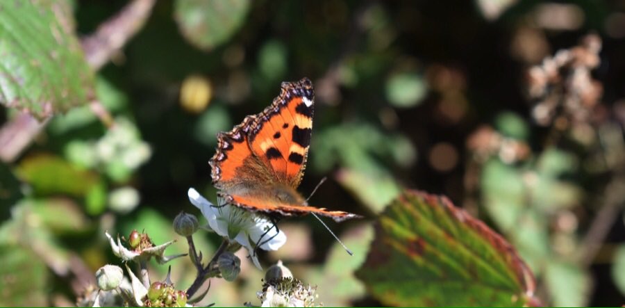 LGSpace's tweet photo. Insect numbers are crashing. Alongside supporting large-scale rewilding, please take steps to help in your garden & community by not being too tidy, planting nectar-rich flowers & trees, and not using weedkillers and pesticides. More: https://t.co/cvqta580OH https://t.co/7jIsTSG2iB
