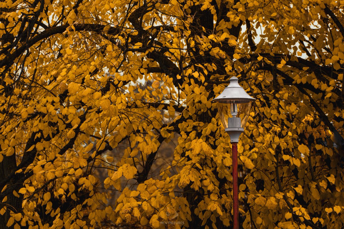 #Есен #Дождливден #Есенскорасположение #Битола #Македонија #NikonMacedonia #NikonCreators #photography #autumnphotography #photographersoftwitter