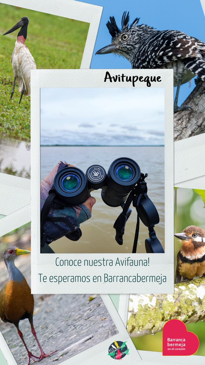 avitupeque's tweet photo. Vive una fantástica experiencia!
#BirdingDistrictBCA
#Barrancabermeja
#BirdingTours
@alcaldiabarranc @alfonsoeljach @AudubonAmericas @CAS_SANTANDER @CARCDMB @fonturcol @inst_humboldt @MinAmbienteCo @MincomercioCo https://t.co/wDeEb7SIWZ
