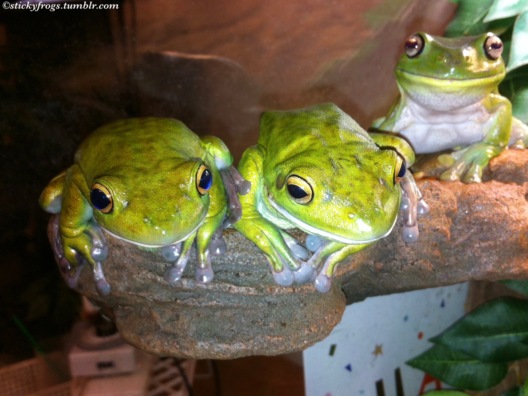 Sticky Frogs on Twitter "Today Long Frog and Round Frog have chosen