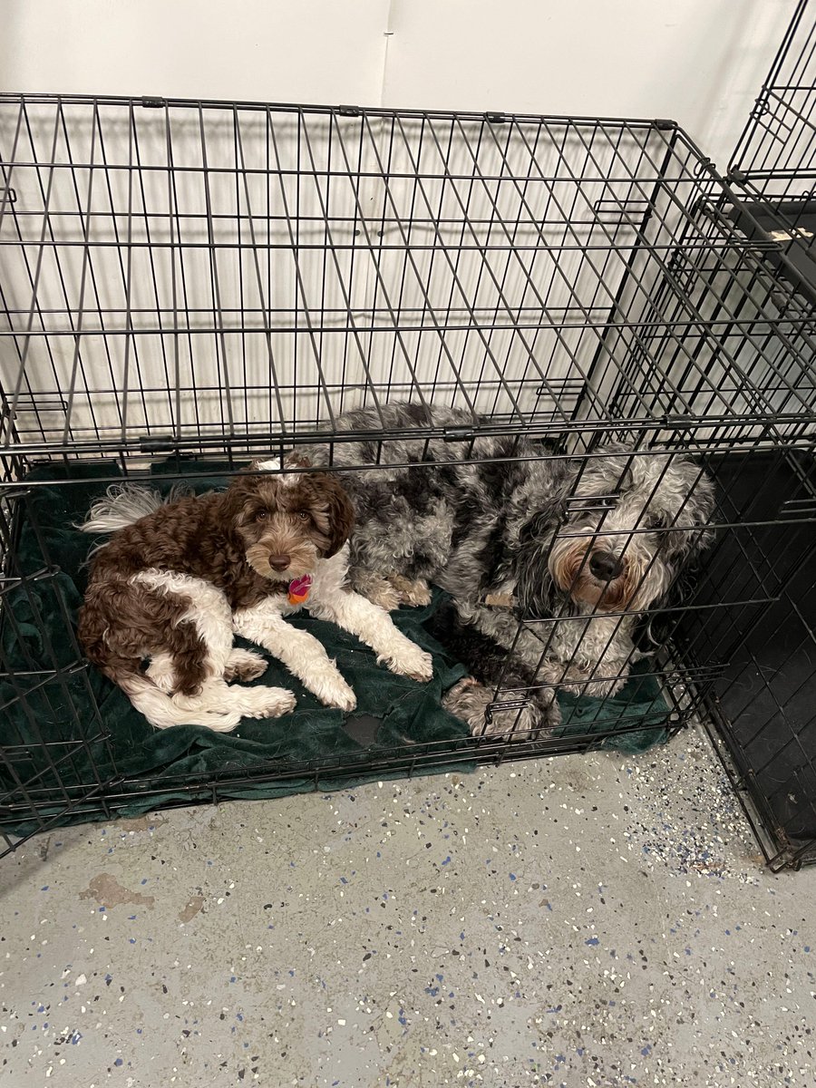 TheDuncandc's tweet photo. Sometimes you just like hangin with a friend. Beatrice &amp; Finley https://t.co/LMZoISo6MM