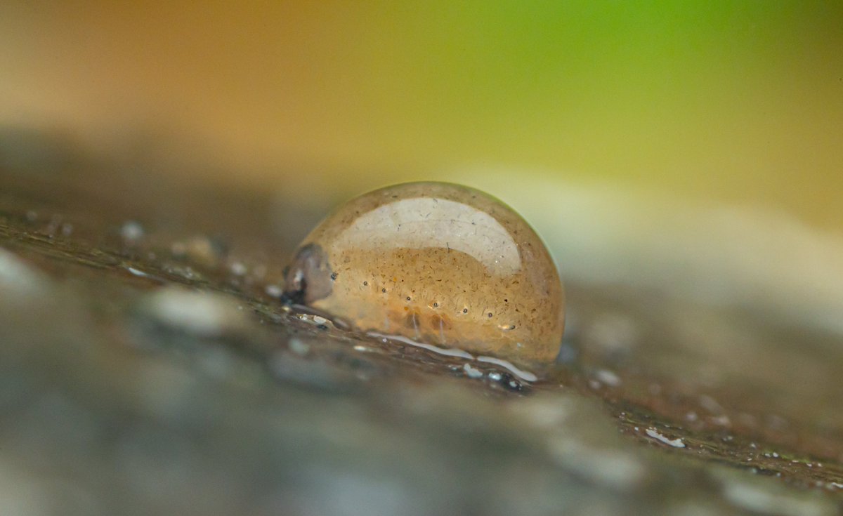 Tim Jonas tweet media