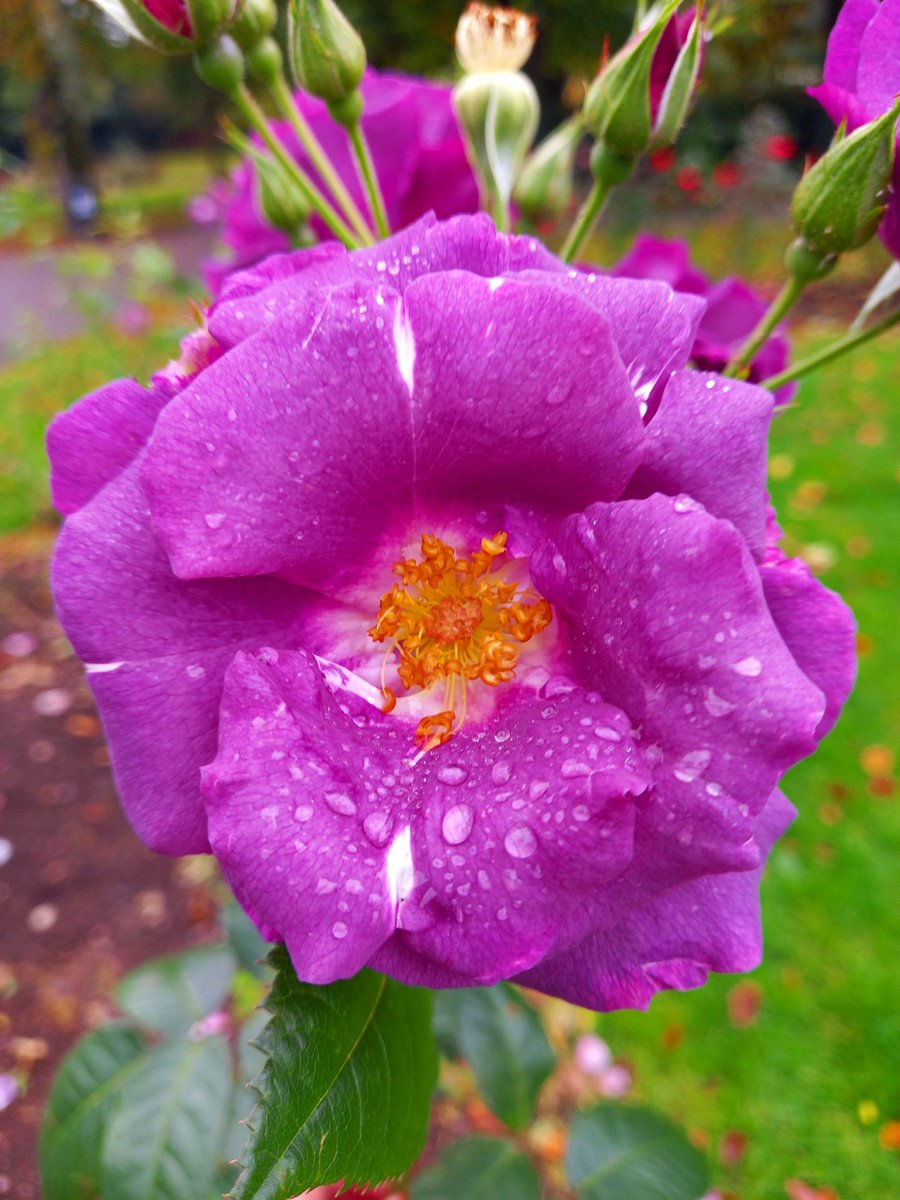 ruben_corella's tweet photo. #flor #amazingflower #amazingflowers #amazingnature #nature #NaturePhotography #gorgeous #flowers #BLOSSOM #blooming #fallrose #purplerose #purplemood #purpleroses #roses #purpleglitter #foto #gift #splash https://t.co/Qo5iHa9Lk8