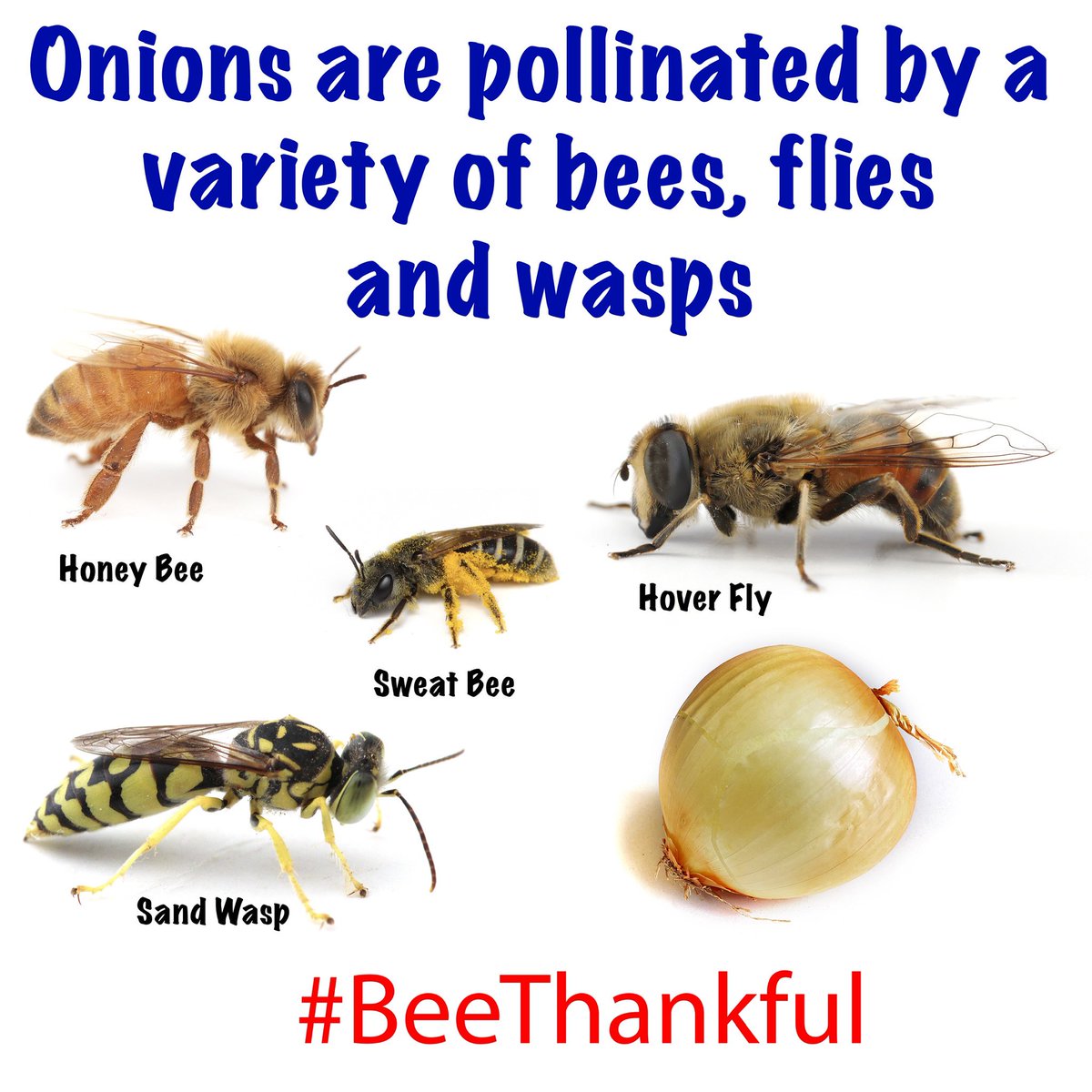 Onions might not be the first crop that comes to mind when you think of pollination, but studies show that various bees flies and wasps are beneficial for onion pollination in order to produce onion seeds. #beethankful
