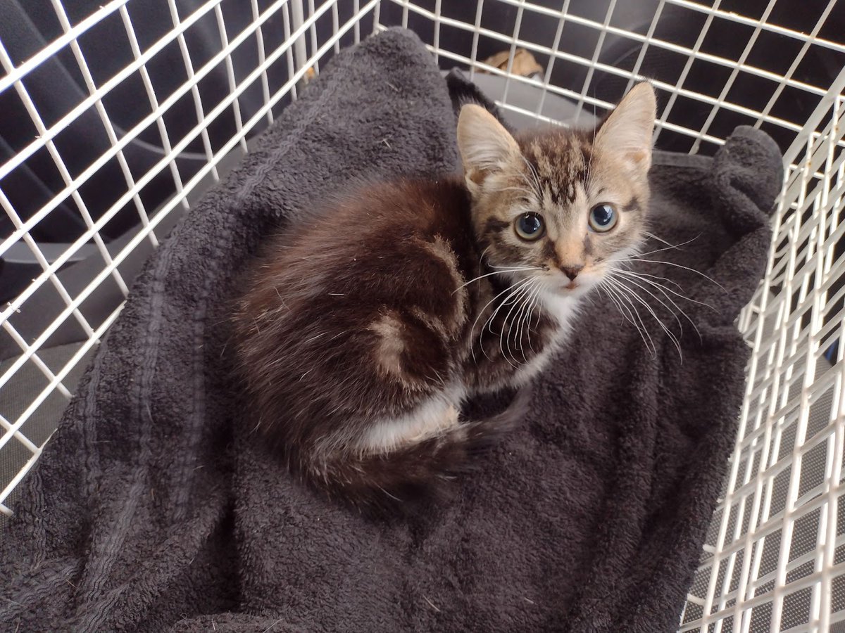 Our latest post (RSPCA Appeals After Kitten With Wounded Legs Dumped in Oldham) is now live! Please check it out on katzenworld.co.uk/2022/11/22/rsp… #cats #katzenworld #catlovers :D