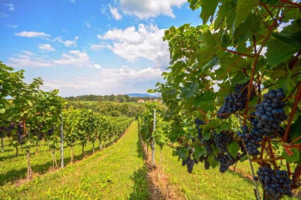 Whether you dealt with spring frosts, drought or late rains, UPL Katie Driver says everyone can agree it's been a "wild ride" for ag. 

What can we learn from 2022 to help grape growers prepare for next season? 

Tune into <a href="/AgNetWest/">AgNet West</a>. ➡️ bit.ly/3fJYHq1