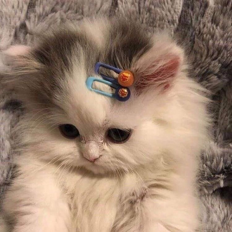 Melmcd8's tweet photo. this is me btw. when you’re mean to me, this is who you’re being mean to https://t.co/McZYWcqDTw