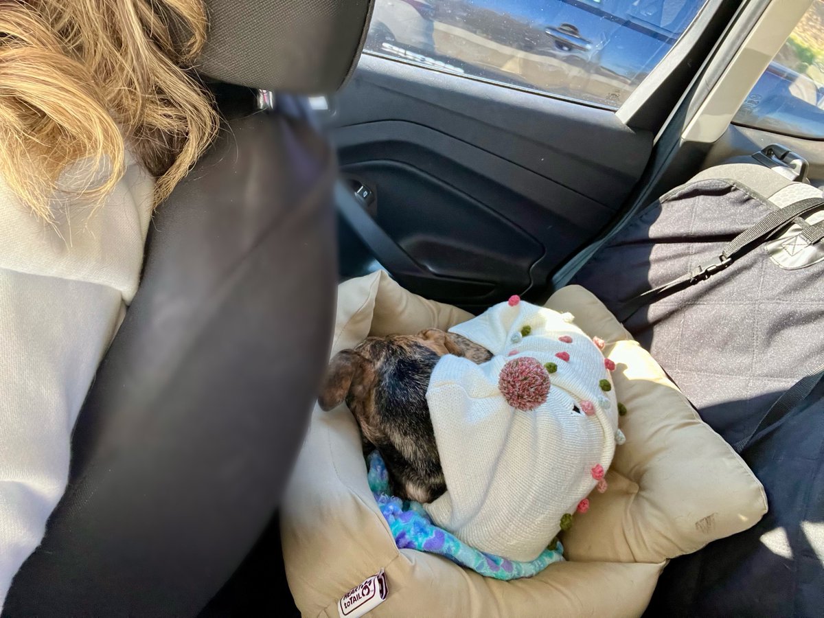 Allentown1711's tweet photo. My little #RoadWarrior π¦π§‘. #PoppyGrace πΎππ€ #716Bound https://t.co/pC3B1nzaOm