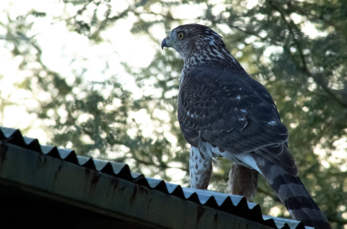 TomeoftheAbsurd's tweet photo. Entry #774955
Cooper’s #Hawk (Accipiter cooperii)
These hawks hunt aggressively, chasing small #birds through dense forest canopy or urban sprawls before squeezing or drowning them to death. https://t.co/1QwtXxYI5B