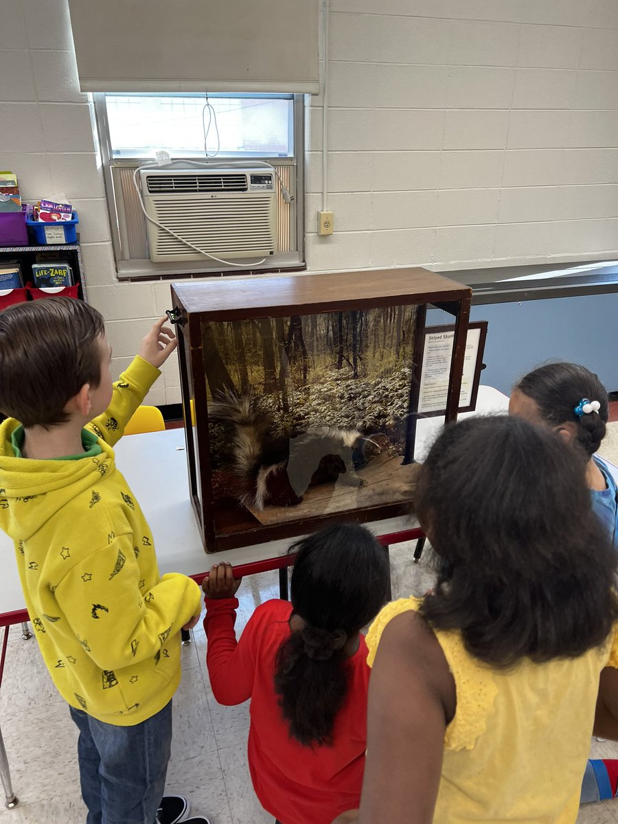 dspuhr's tweet photo. Our #students did an amazing job sharing #knowledge with our younger students. #Teaching them about #foxes #hares #skunks & more at our #school #museum #nonfiction #reading #buddies #d100inspires Thanks @FieldMuseum @myONreader #tigerslearn #education #languagedomain #talking https://t.co/OhEt5x09hC