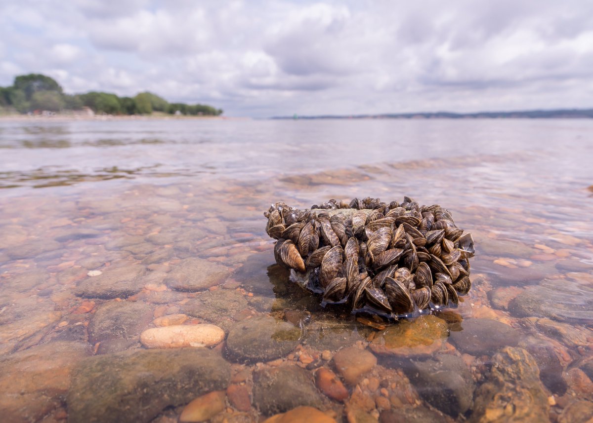 GBayBiosphere's tweet photo. Zebra and quagga mussels are invading the Great Lakes!
Read this month's #StateOfTheBay blog post to learn how researchers are trying to control the mussel problem. #InvasiveSpecies
https://t.co/QI8fxLXlDx https://t.co/6FRZG0vdPp