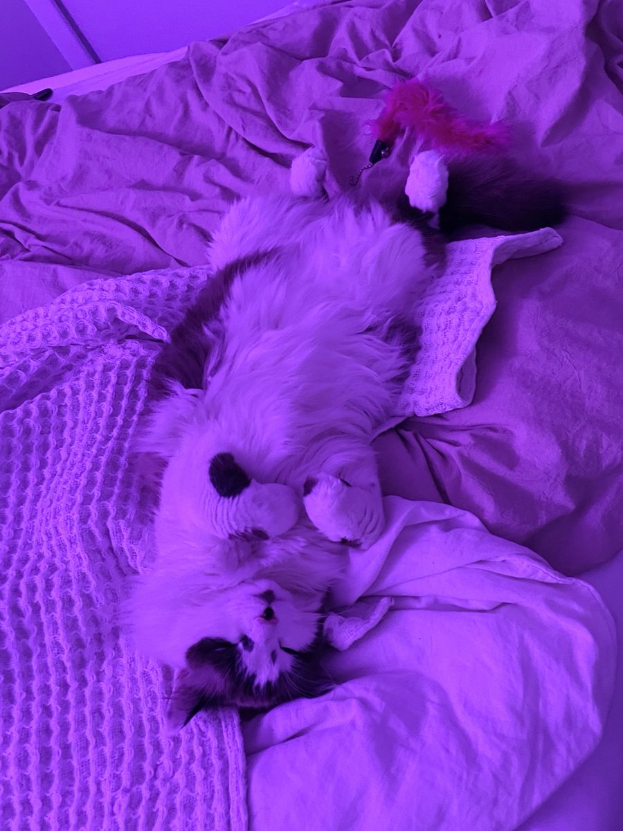 freegoblinpics's tweet photo. this is how angels sleep https://t.co/uX8NFVkB8K