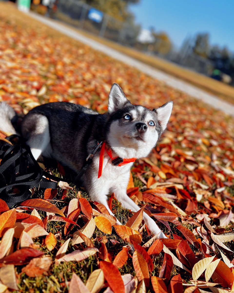 Nattend0's tweet photo. ๐งก๐๐ค๐๐งก
#alaskankleekai #kleekai #wolfdog #foxdog #minihusky #fallseason #fallvibes #fallingleaves #fallcolors https://t.co/tLtRPPJPNw