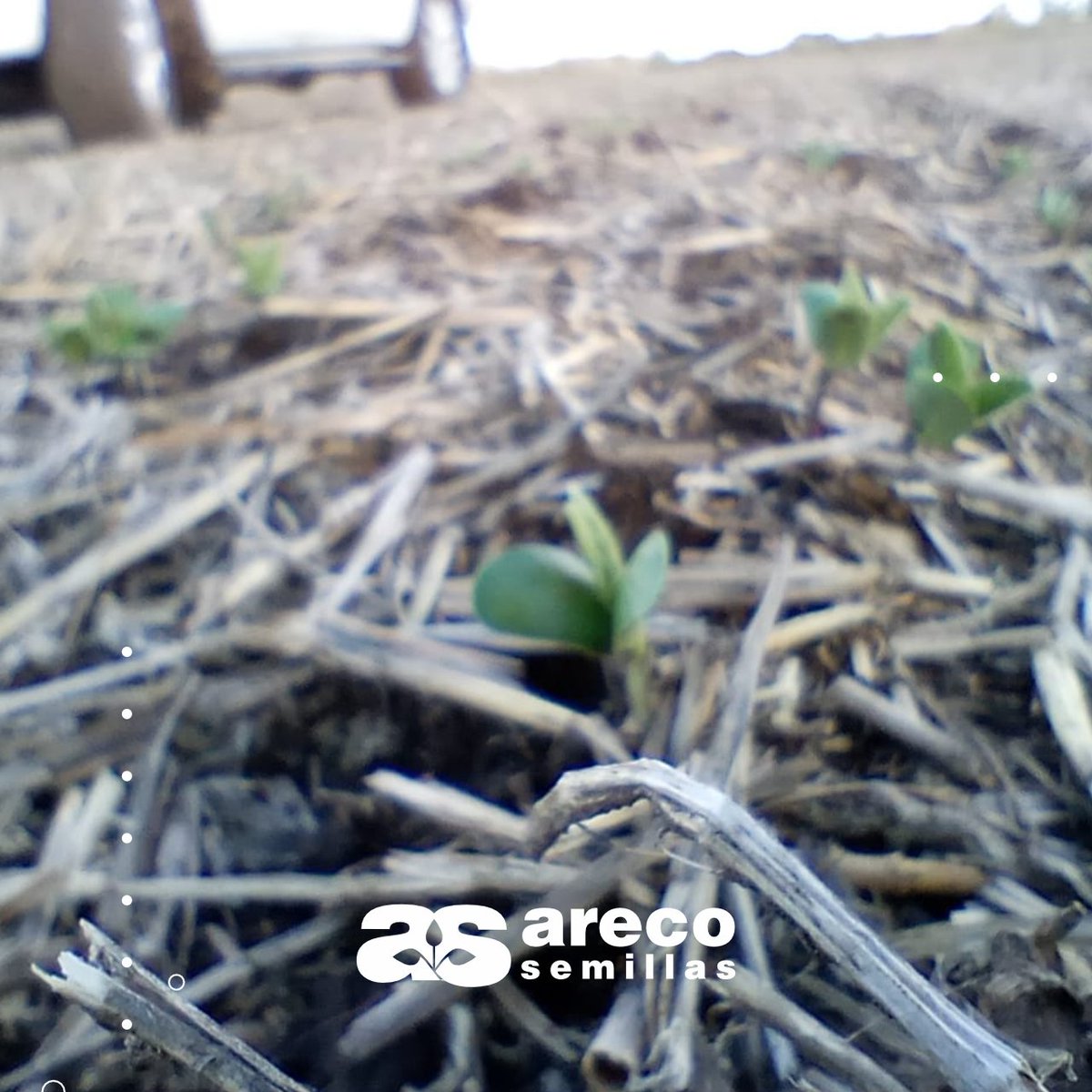 ArecoSemilllas's tweet photo. 𝐃𝐞 𝐜𝐞𝐫𝐜𝐚
Seguimos la siembra de la #Soja 

Contactanos para conocer nuestro portfolio de soluciones 🙋‍♂
𝘌𝘴𝘵𝘢𝘮𝘰𝘴 𝘢𝘭 𝘴𝘦𝘳𝘷𝘪𝘤𝘪𝘰 𝘥𝘦 𝘵𝘶 #𝘊𝘢𝘮𝘱𝘰 ‍🙋‍♂️

 #Agricultura #Agro #Campo #InsumosAgrícolas https://t.co/9qJp2Vpn19