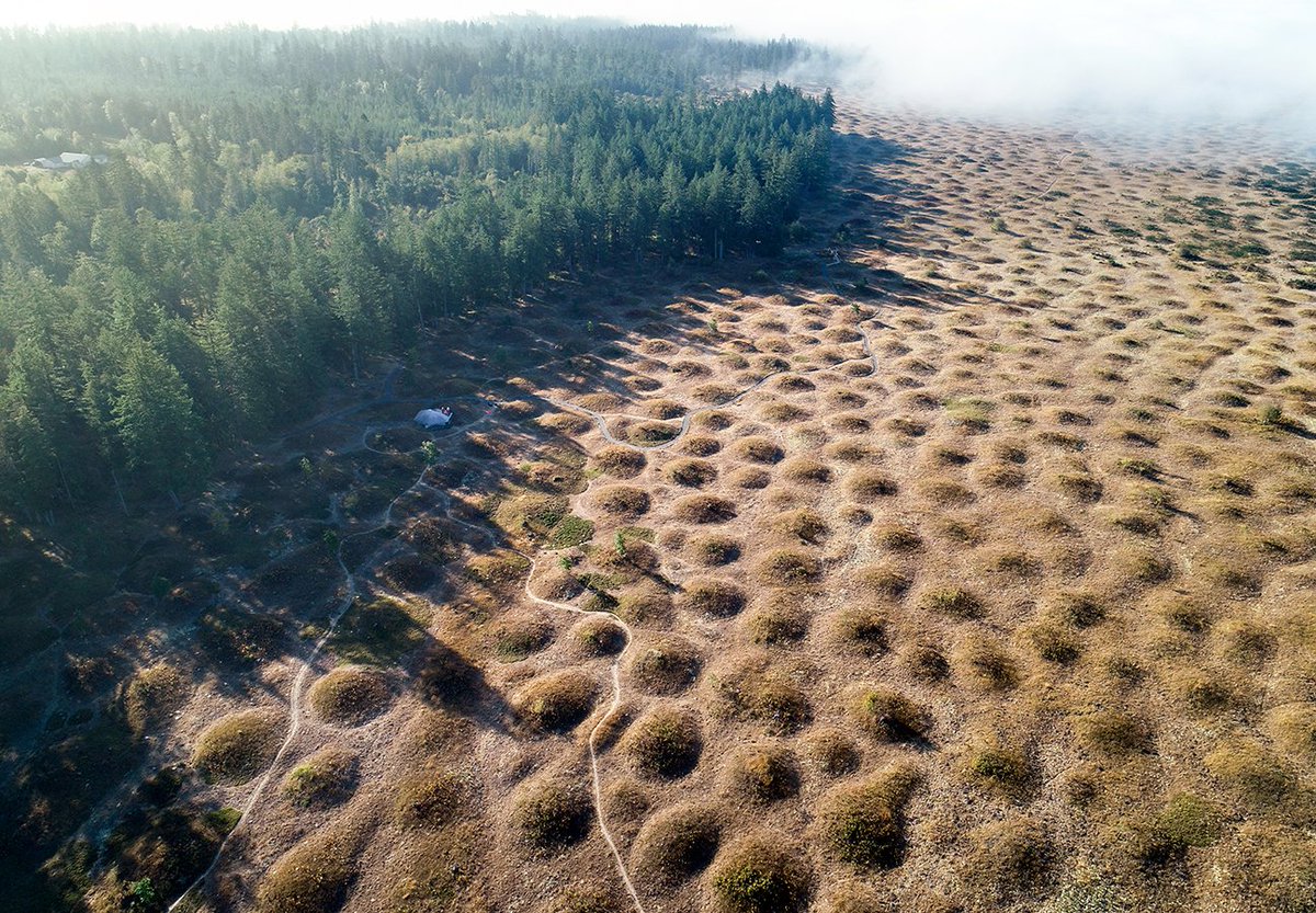 waDNR's tweet photo. The only acceptable debate topic with your family this Thanksgiving: Were the Mima Mounds created by giant prehistoric gophers?

(Yes, this is an actual theory by actual scientists.) https://t.co/IrD6EzpllQ