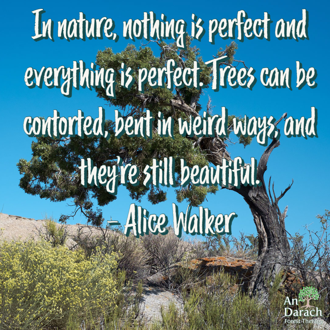 "In nature, nothing is perfect and everything is perfect. Trees can be contorted, bent in weird ways, and they're still beautiful". 
– Alice Walker

#GratitudeforNature #AnDarach