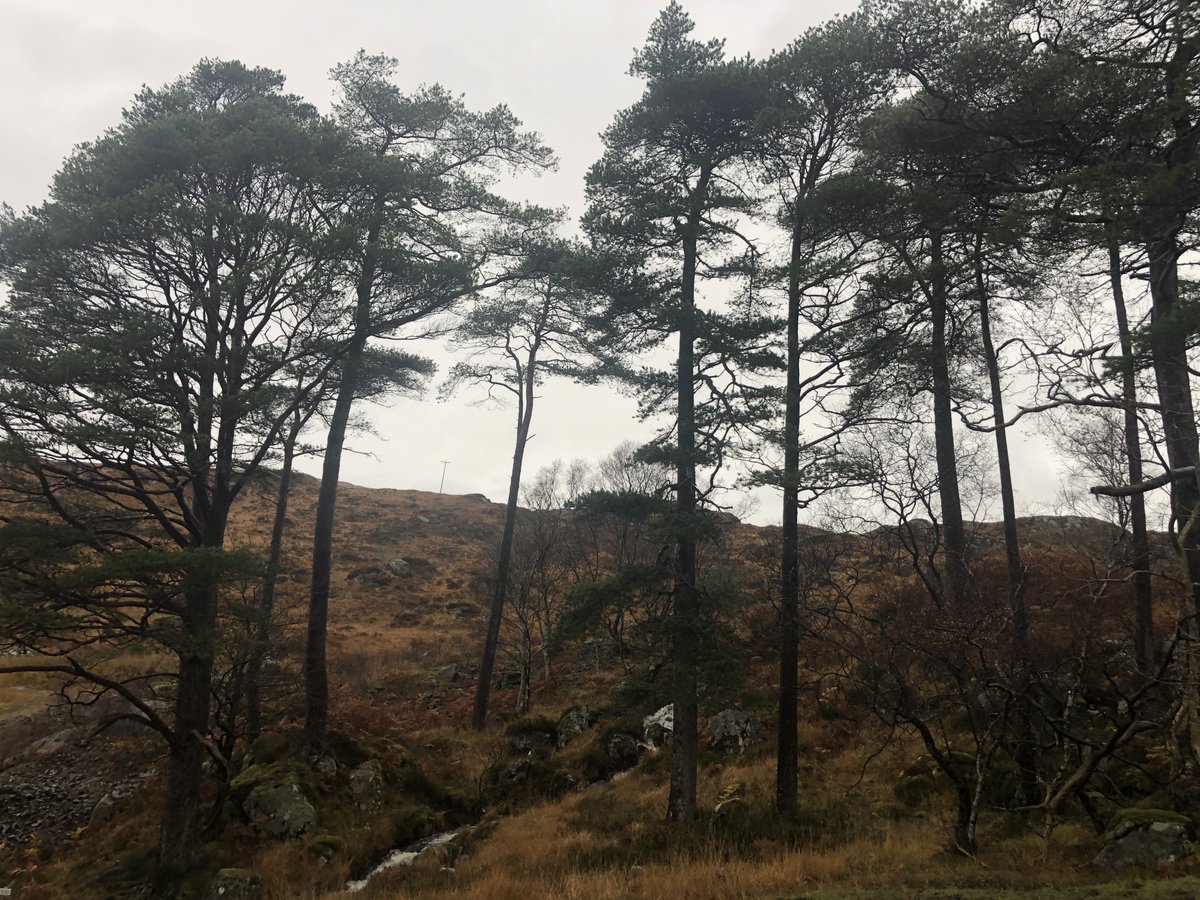 One of my favourite stands of Scots Pine.  I love Scots Pine as they just look like giant bonsai trees to me.

#scotspine #scotspinetree