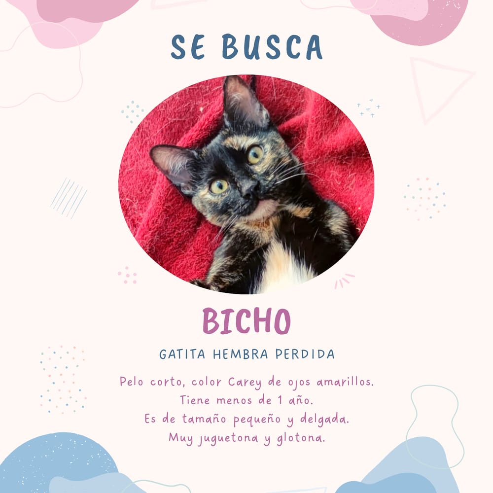lagatoteca's tweet photo. FIESTA ANIVERSARIO!
El jueves 1 de diciembre tenemos mega evento con juego, premios, picoteo y todo solidario!! Apúntate, que las plazas son limitadas, purrrrpurrrrrrrrr...
https://t.co/Z0KtLRYXL9 https://t.co/P1nvpP1MfP