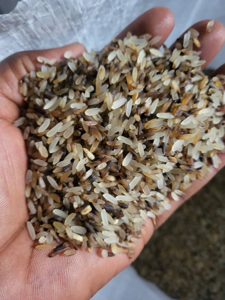 theodoras_k9's tweet photo. 50kg bags of dog rice available for sale. Rice is clean and stone free.
Nationwide delivery guaranteed.
₦16500 per bag.

Kindly DM or click on the WhatsApp link below to place your order.

https://t.co/Rr3aWh9Jry https://t.co/IMiP8PG0Ai