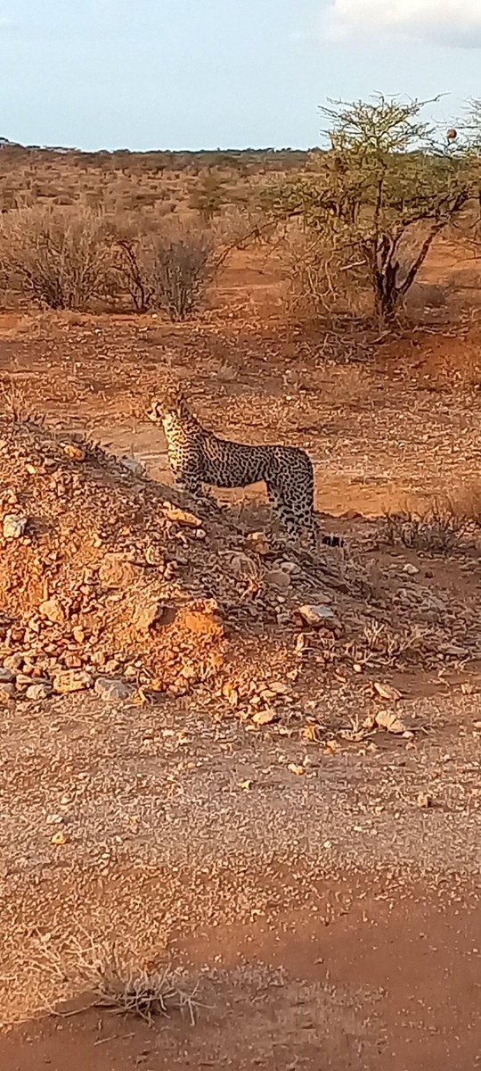 Action for Cheetahs in Kenya tweet media